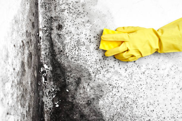 Best Post-Construction Mold Inspection  in Rainsville, AL